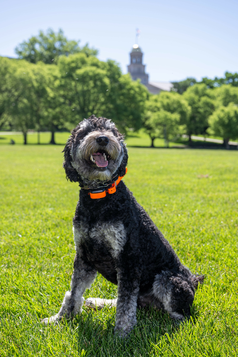 Student Care and Assistance therapy dog Finn