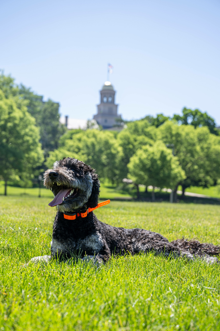 Student Care and Assistance therapy dog Finn