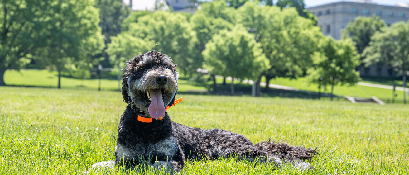 Student Care and Assistance therapy dog, Finn
